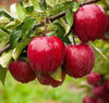 LES POMMES DU QUEBEC